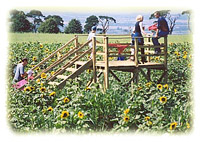 Family Fun at Hidcote Maize Maze