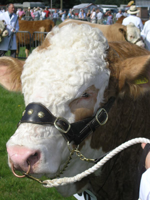 Moreton Show